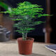 御春閣文竹盆栽植物室內(nèi)辦公室綠植花卉盆栽盆景四季常青小盆栽綠植樹苗 中苗紅盆文竹【高度25厘米左右】原盆原土