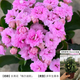 海蒂的花園長壽花多肉植物康乃馨盆栽蟹爪蘭花卉室內(nèi)植物苗源頭直發(fā)包郵 長壽花梅爾迪斯10cm盆 含盆
