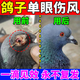 普欣諾鴿子眼病藥鸚鵡眼藥水單眼傷風(fēng)藥眼睛結(jié)膜炎病專用藥眼病特效藥 1瓶裝50ml一滴靈鳥用滴眼液 【眼病全治】
