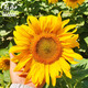 壽禾 向日葵種子苗觀(guān)賞花卉種籽家庭陽(yáng)臺 小獅子向日葵種子5g約100粒