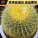 穆淳傲金虎狂刺仙人球盆栽植物綠植金虎盆栽大盆栽辦公室仙人掌 不含盆 直徑10厘米左右