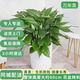 插畫(huà)2小時(shí)速達綠植發(fā)財樹(shù)客廳辦公室內大型盆栽開(kāi)業(yè)喬遷全國同城配送 萬(wàn)年青60cm（含盆）