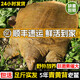 柒島甲魚鮮活生鮮食用野外王八老鱉大甲魚外湖野養(yǎng)凈重 2.9-3.1【洪澤湖生態(tài)放養(yǎng)】