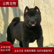 麥基樂(lè ) 中華田園犬黃狗大黃狗看門(mén)狗家庭狗鐵包金小幼狗看家護 田園級 中華田園犬（小黑狗） 母