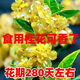 【耐熱耐寒】四季桂花樹(shù)盆栽月月桂花樹(shù)濃香型正宗桂花樹(shù)四季花卉 活動(dòng)促銷(xiāo)【四季桂】小幼苗-單棵裝3年后開(kāi)