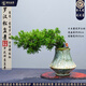 潮裕盆景迎客松羅漢松盆景客廳陽臺造型綠植物造型高端盆景居家擺放好養(yǎng)護 羅漢松盆景33