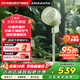 amadana艾曼達空氣循環(huán)扇非靜音電風(fēng)扇家用落地扇立式電扇直流變頻風(fēng)扇渦輪對流遙控大風(fēng)量換氣扇 C6