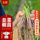 北蔬 韭菜根苗紫紅根壽光獨根紅四季種 紫根韭菜根1000棵源頭直發(fā)包郵