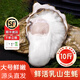 百鮮洽乳山生蠔鮮活特大牡蠣帶殼生吃海蠣子新鮮海鮮水產(chǎn)貝類聚會燒烤 【巨大號】6XL 凈重9斤（8-16只）