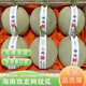 鯨蚨源正宗網(wǎng)紋蜜瓜當(dāng)季水果冰淇淋哈密瓜玫龍靜岡香瓜新鮮整箱 5斤玫瓏網(wǎng)紋瓜【2-4個(gè)】