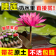 臨雅睡蓮水培植物花卉帶花苞根塊荷花盆栽水養(yǎng)蓮花大黑頭2盆源頭直發(fā)