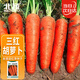 北蔬 胡蘿卜種子苗三紅七寸參夏秋季菜種籽 新黑田紅筍胡蘿卜種子10g
