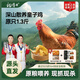 楊博士【童子雞】安徽皖南散養(yǎng)土雞小公雞新鮮雞肉1只凈重1.3斤源頭直發(fā) 1只童子雞丨贈雞血