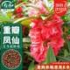 壽禾 重瓣鳳仙花種子種苗觀賞花卉種籽 濰育重瓣鳳仙花種子5g約500粒