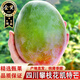 鯨蚨源正宗四川攀枝花凱特芒果當(dāng)季大芒果樹上熟時(shí)令禮盒新鮮水果整箱 大果9斤【優(yōu)選實(shí)惠】