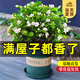 開時果 茉莉花盆栽濃香型 桌面綠植物陽臺花卉樹苗盆景擺件源頭直發(fā)包郵 精品茉莉花5-10株【加侖盆】