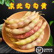 博多客東北特產(chǎn)油豆角黃金勾鉤黃豆角溝擠豆八月忙新鮮蔬菜黃金鉤豆角 1斤