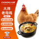 大用老母雞2.7斤農家散養老母雞 冷凍 走地雞月子雞湯 滋補營(yíng)養