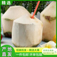 海南文昌超大去皮椰青9個(gè)裝新鮮現摘孕婦補羊水椰子水果特產(chǎn)大果 9個(gè) 大果（送開(kāi)椰工具+吸管）