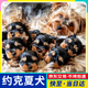 【純種】約克夏幼犬活體黑金雪白銀小型茶杯犬家養(yǎng)寵物狗小體活物 寵物級(jí) 【更多幼犬】聯(lián)系客服挑選