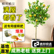 植男植女發(fā)財樹(shù)招錢(qián)樹(shù)天堂鳥(niǎo)金錢(qián)樹(shù)幸福樹(shù)白掌大綠植室內辦公室客廳綠植 【檸檬樹(shù)】1.6-1.8M送爆果緩釋肥 白色圓柱形雙層樹(shù)脂盆