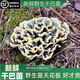 【順豐航空】云南野生菌 雞樅菌見手青頭菌紅蔥牛肝菌黑虎掌新鮮 干巴菌250g【珍稀品種】 云南空運(yùn)直郵