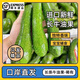 越南進(jìn)口品種牛油果304長條大果新鮮當(dāng)季熱帶水果果汁沙拉鱷梨2斤 4斤（一斤1-3個）