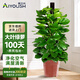 愛(ài)優(yōu)尚大葉綠蘿柱盆栽客廳大型綠植辦公室內除甲醛凈化空氣綠籮源頭直發(fā)
