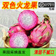 雙色火龍果紅心和白心果肉廣西果園應(yīng)季新鮮水果順豐整箱源頭直發(fā) 雙色火龍果【中果】凈果3斤