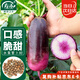 壽禾 水果蘿卜種子種苗秋季蔬菜種籽 濰育甘翠冰淇淋蘿卜種子60粒*2袋