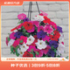 虹越進(jìn)口矮牽牛種子 萌吖吖系列花園陽(yáng)臺易種可垂吊花卉種子 多花單瓣矮牽牛 海市蜃樓混色