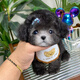 祥記萌奇純種泰迪幼犬寵物狗狗茶杯體小體飛耳香檳色灰色家養(yǎng)仙女犬貴賓犬 寵物級(jí) 灰色
