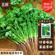 北蔬 香菜種子種苗老品種小葉四季盆栽家庭小院種籽 濰萫香菜種子10g