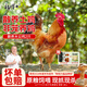 楊博士 皖南散養(yǎng)大公雞 單只凈重2.6斤*2只 生鮮雞肉土雞含雞胗源頭直發(fā)