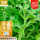 北蔬 冰菜種子苗水晶冰草陽臺種盆栽四季蔬菜種籽 水晶冰菜種子1000粒