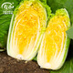 壽禾 正宗山東膠州大白菜種子秋季黃心蔬菜青義和秋冬儲白菜籽種大全 濰育金黃白白菜種子10g/春秋兩用