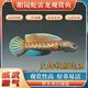 黃金眼鏡蛇雷龍魚兇猛中大型觀賞魚活潑互動(dòng)好易飼養(yǎng)印度進(jìn)口魚類 黃金眼鏡蛇雷龍5-7厘米 限時(shí)福利 大型觀賞魚兇猛食肉魚淡水飼養(yǎng)