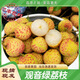 廣東觀音綠荔枝 新鮮荔枝 正宗觀音綠荔枝3/5斤現(xiàn)摘現(xiàn)發(fā) 5斤 果農(nóng)精選大果 紅果（送禮推薦）