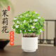 京云夢茉莉花盆栽地栽花卉四季好養(yǎng)綠植觀花植物茉莉奶油豎紋盆源頭直發(fā)