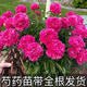 芍藥花苗重瓣大花陽(yáng)臺(tái)盆栽地栽帶根帶芽濃香花卉正宗觀賞芍藥綠植 大富貴【6-8芽】送肥料
