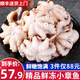 ?；蕿承≌卖~(yú) 冷凍鹽揉整只爆頭八爪魚(yú)海鮮水產(chǎn)火鍋食材迷你八爪魚(yú)500g 500g(凈重)
