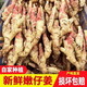 山東嫩姜仔姜凈重5斤/3斤生姜鮮姜紅芽姜做泡糖醋姜時令應(yīng)季蔬菜 嫩仔姜 5斤