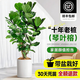 嘆為觀(guān)止 大型盆栽 單桿辮子發(fā)財樹(shù)天堂鳥(niǎo)綠蘿散尾葵辦公室內開(kāi)業(yè)喬遷禮品 老樁琴葉榕1.6-1.8米【圓柱盆】 含盆