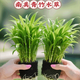 森悠（SARYOR）水草魚(yú)缸專(zhuān)用南美青竹造景水培植物和魚(yú)共養凈化水質(zhì)制氧陰性綠植 南美青竹坨草1個(gè)【自帶營(yíng)養坨 入缸成景】