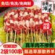 【雨軒黃河灘羊】內(nèi)蒙古草原羊肉現(xiàn)殺大串18g純羊肉家用聚餐燒烤 【18g*100串】純羊肉手工大串 高品質(zhì)散養(yǎng)-肉質(zhì)奶香鮮嫩