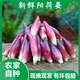 2025年湖北恩施食用新鮮陽(yáng)荷姜洋荷洋河姜洋霍茗荷洋藿產(chǎn)地 500g