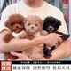 伊寵泰迪幼犬純種活體寵物狗狗活物幼崽貴賓犬小型犬 寵物級(jí) 公