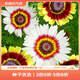 虹越萌吖吖花卉種子 花園庭院陽(yáng)臺賞花切花種子 花環(huán)菊 混色
