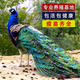 孔雀苗白花幼崽活體公母一對寵物鳥(niǎo)開(kāi)屏活體大型觀(guān)賞鳥(niǎo)包活孔雀 孔雀養殖資料
