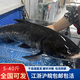 棠鮮生正宗千島湖胖頭魚(yú)整條活魚(yú)淡水鰱鳙大頭魚(yú)5-40斤包活到家送禮 10斤活魚(yú)